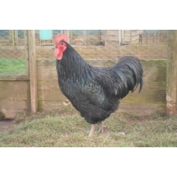 6 Exhibition Quality Large fowl Black Australorp Hatching Eggs From A&J Poultry