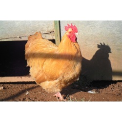 6 Exhibition Quality Large fowl Buff Orpington Hatching Eggs From A&J Poultry
