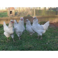 6 Exhibition Quality Lavender Araucana Hatching eggs from A&J Poultry 