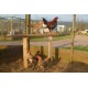 6 Black Red Oxford Old English Game Bantam Hatching Eggs A&J Poultry