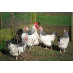 6 Exhibition Quality Large fowl Light Sussex Hatching Eggs From A&J Poultry