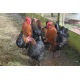 6 Exhibition Quality French Copper Black Maran Hatching Eggs from A&J Poultry 