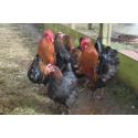 6 Exhibition Quality French Copper Black Maran Hatching Eggs from A&J Poultry 