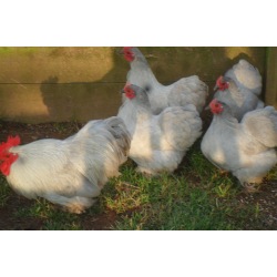 6 Exhibition Quality Lavender Pekin Bantam Hatching Eggs From A&J Poultry