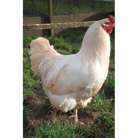 6 Exhibition Quality Large fowl Ixworth Hatching Eggs From A&J Poultry