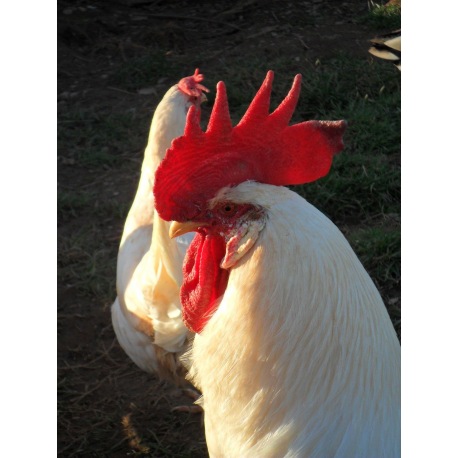 6 Exhibition Quality White Leghorn Hatching Eggs from A&J Poultry 