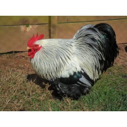 6 Exhibition Quality Silver Partridge Pekin Bantam Hatching Eggs From A&J Poultry