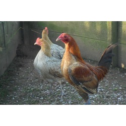 6 Ginger Partridge Oxford Old English Game Bantam Hatching Eggs A&J Poultry
