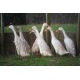 6 Exhibition Quality White Indian Runner Hatching Eggs From A&J Poultry