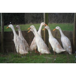 6 Exhibition Quality White Indian Runner Hatching Eggs From A&J Poultry
