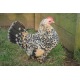 6 Exhibition Quality Lemon Millefleur Sablepoot Bantam Hatching Eggs A&J Poultry