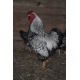 6 Exhibition Quality Silver Laced Wyandotte Bantam Hatching Eggs, A&J Poultry 