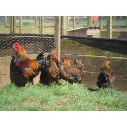 4 Exhibition Quality Gold Laced Wyandotte Bantam Hatching Eggs A&J Poultry