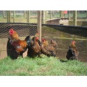 4 Exhibition Quality Gold Laced Wyandotte Bantam Hatching Eggs A&J Poultry