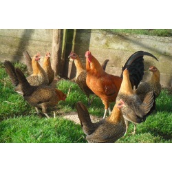 6 Large fowl Ginger Oxford Old English Game Hatching Eggs From A&J Poultry