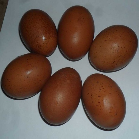 Six Exhibition Quality Cuckoo Maran Hatching Eggs