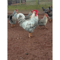 6 Exhibition Quality Large fowl Cream Crested Legbar Hatching Eggs A&J Poultry