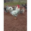 6 Exhibition Quality Large fowl Cream Legbar Hatching Eggs A&J Poultry