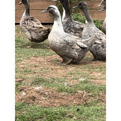 6 Exhibition Quality rare Blue Swedish Hatching Eggs from A&J Poultry