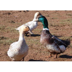 6 Exhibition Quality Abacot Ranger Hatching Eggs From A&J Poultry