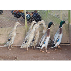 6 Exhibition Quality Trout Indian runner Hatching Eggs from A&J Poultry