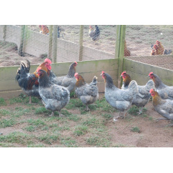 Copper Blue Marans