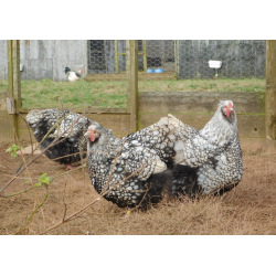 4 Exhibition Quality Silver Laced Orpington LFHatching Eggs from A&J Poultry