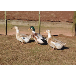 6 Exhibition Quality Large Silver Appleyard Hatching Eggs from A&J Poultry