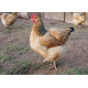 6 Exhibition Quality Buff Sussex Large Fowl Hatching Eggs from A&J Poultry