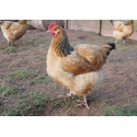 6 Exhibition Quality Buff Sussex Large Fowl Hatching Eggs from A&J Poultry