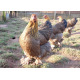 6 Exhibition Quality Golden Partridge Brahma LF Hatching Eggs from A&J Poultry