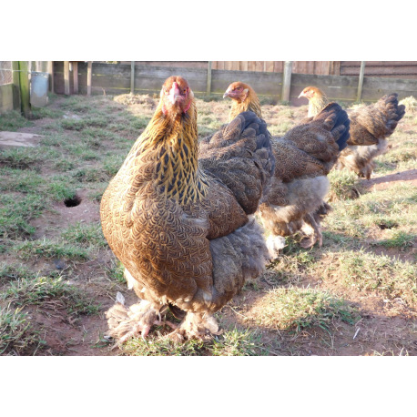 6 Exhibition Quality Golden Partridge Brahma LF Hatching Eggs from A&J Poultry