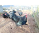 6 Exhibition Quality Blue Australorp Hatching Eggs from A&J Poultry