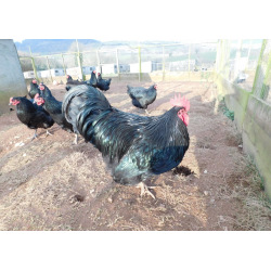 6 Exhibition Quality Blue Australorp Hatching Eggs from A&J Poultry