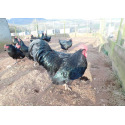 6 Exhibition Quality Blue Australorp Hatching Eggs from A&J Poultry