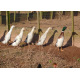 6 Exhibition Quality Silver Indian runner Hatching Eggs from A&J Poultry