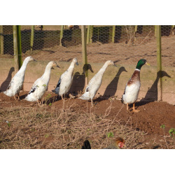 6 Exhibition Quality Silver Indian runner Hatching Eggs from A&J Poultry