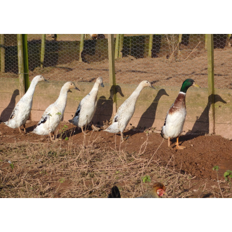 6 Exhibition Quality Silver Indian runner Hatching Eggs from A&J Poultry