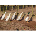 6 Exhibition Quality Silver Indian runner Hatching Eggs from A&J Poultry