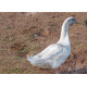 6 Exhibition Quality Silver Swedish Hatching Eggs from A&J Poultry
