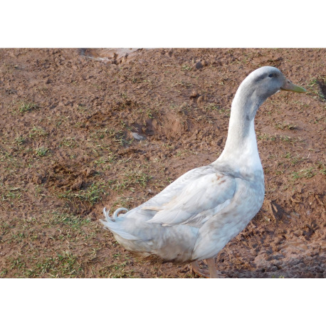 6 Exhibition Quality Silver Swedish Hatching Eggs from A&J Poultry