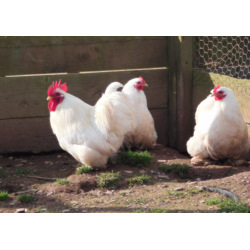 6 Exhibition Quality White Pekin bantam Hatching Eggs from A&J Poultry