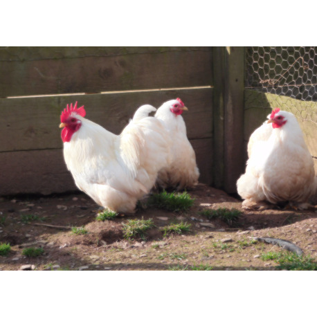6 Exhibition Quality White Pekin bantam Hatching Eggs from A&J Poultry