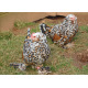 6 Exhibition Quality Millefleur barbu d'uccle Hatching Eggs from A&J Poultry