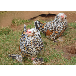 6 Exhibition Quality Millefleur barbu d'uccle Hatching Eggs from A&J Poultry