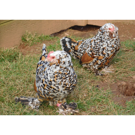 6 Exhibition Quality Millefleur barbu d'uccle Hatching Eggs from A&J Poultry
