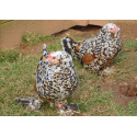 6 Exhibition Quality Millefleur barbu d'uccle Hatching Eggs from A&J Poultry