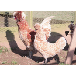 3 Exhibition Quality Chamois Polish Bantam Hatching Eggs from A&J Poultry