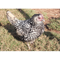 6 Exhibition Quality Silver Sebright Bantam Hatching Eggs from A&J Poultry