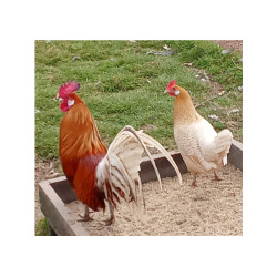 6 Large fowl Chamois Pencilled Friesian Fowl Hatching Eggs From A&J Poultry